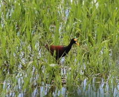 Jacana spinosa