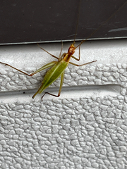 Oecanthus pini