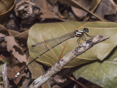 Nososticta impercepta