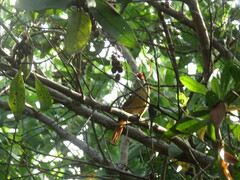 Thamnophilus doliatus