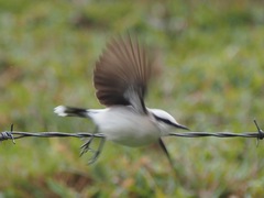 Fluvicola nengeta