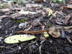 Caudata