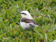 Fluvicola nengeta