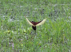 Jacana spinosa