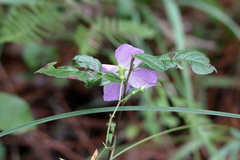 Rhexia nashii