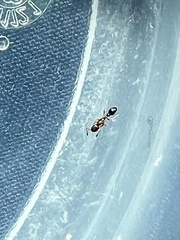 Cardiocondyla mauritanica