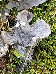 Peltigera rufescens