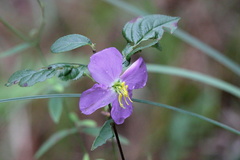 Rhexia nashii