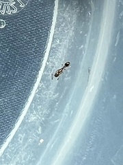 Cardiocondyla mauritanica