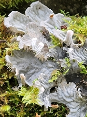 Peltigera rufescens