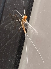 Callibaetis pictus