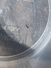 Cardiocondyla mauritanica