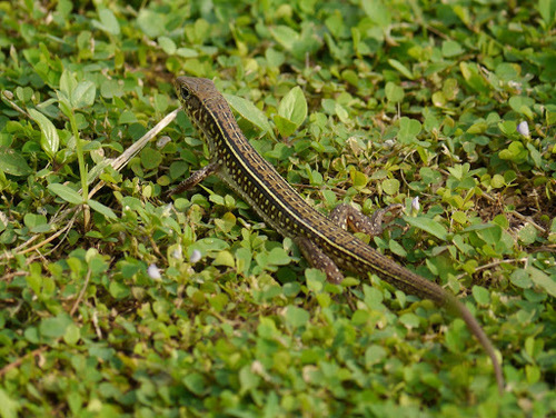 Gerrhosaurus nigrolineatus