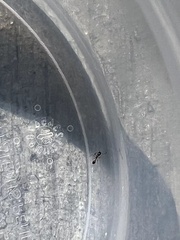 Cardiocondyla mauritanica