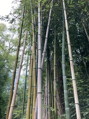 Phyllostachys