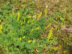 Melilotus officinalis