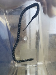 Lampropeltis nigra