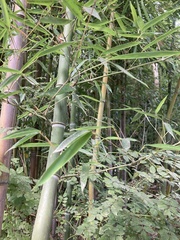 Phyllostachys