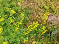 Melilotus officinalis