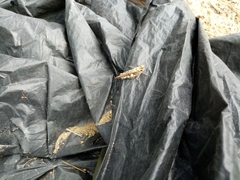 Acrotylus insubricus