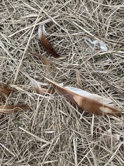 Phasianus colchicus