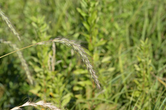 Elymus diversiglumis