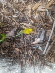 Crotalaria rotundifolia