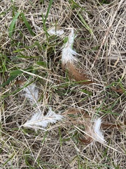 Phasianus colchicus