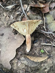 Lactifluus hygrophoroides