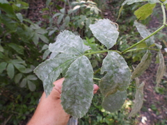 Erysiphe vanbruntiana sambuci-racemosae