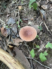 Lactifluus hygrophoroides