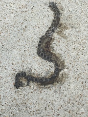 Lampropeltis calligaster