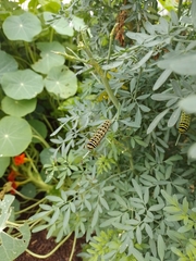 Papilio polyxenes asterius
