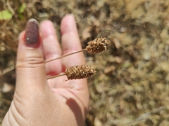 Plantago lanceolata