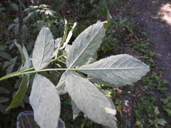 Erysiphe vanbruntiana sambuci-racemosae