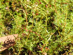 Myriophyllum gracile