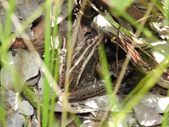 Litoria nasuta