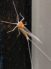 Callibaetis pictus