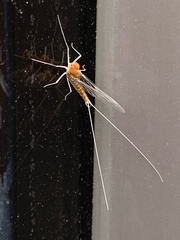 Callibaetis pictus
