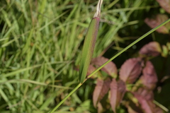 Elymus diversiglumis
