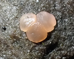 Orbilia luteorubella