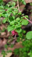 Fuchsia thymifolia