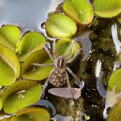 Allocosa paraguayensis