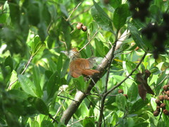 Thamnophilus doliatus