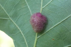 Druon ignotum