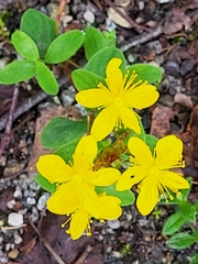 Hypericum maculatum