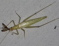 Oecanthus niveus