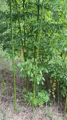 Phyllostachys aurea