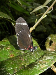 Heliconius sara