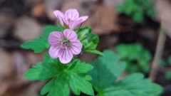 Geranium seemannii